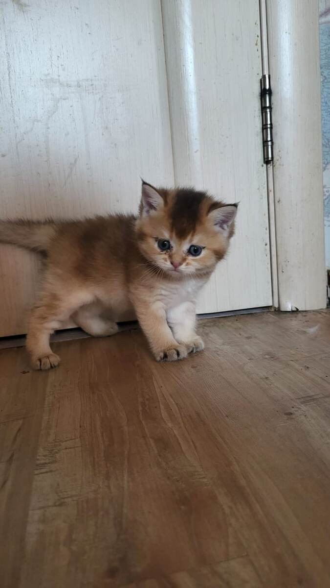 Характер прям написан на мордочке лица