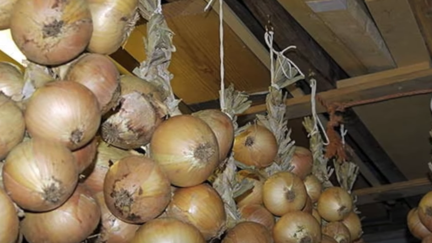 Правильная уборка лука избавила от потерь в 85% случаев. Проверил 4 способа сушки на собственном участке