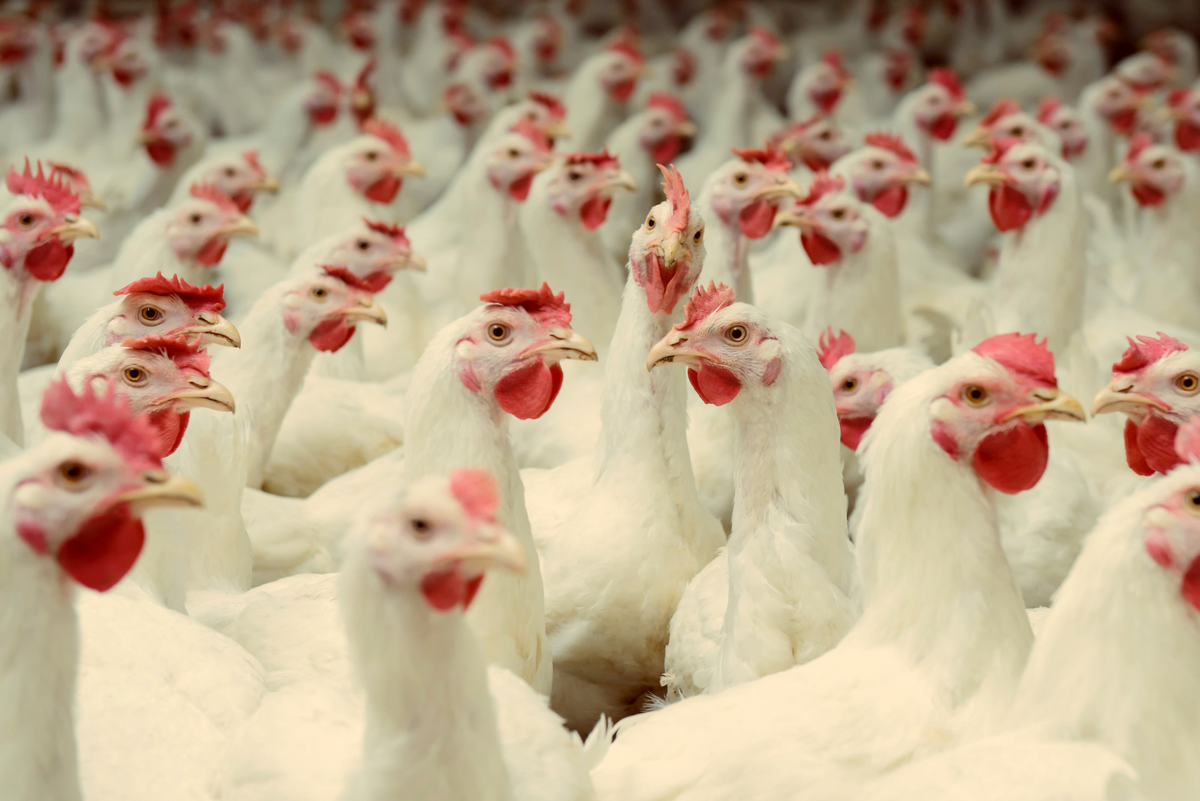 Птицеводство — это отрасль сельского хозяйства, специализирующаяся на производстве мяса птицы, пищевых яиц, пуха (пера) и удобрений. 