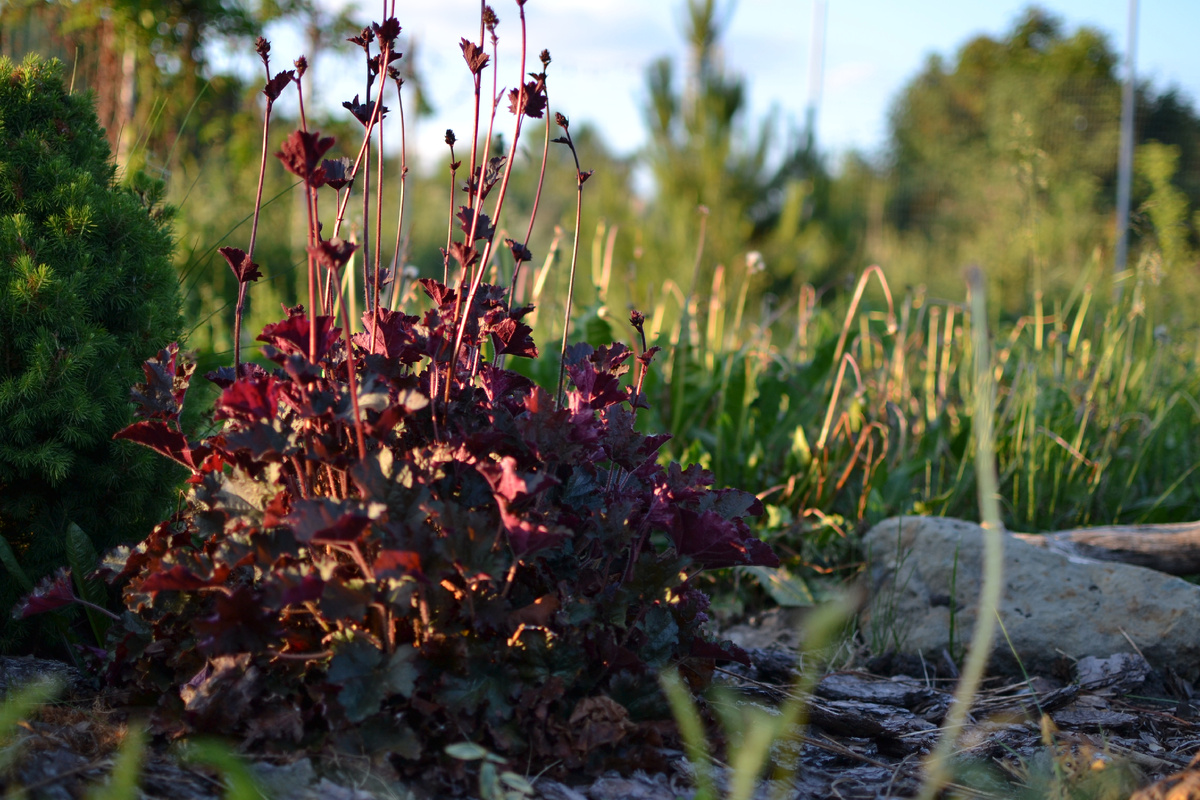 Главная героиня рассказа