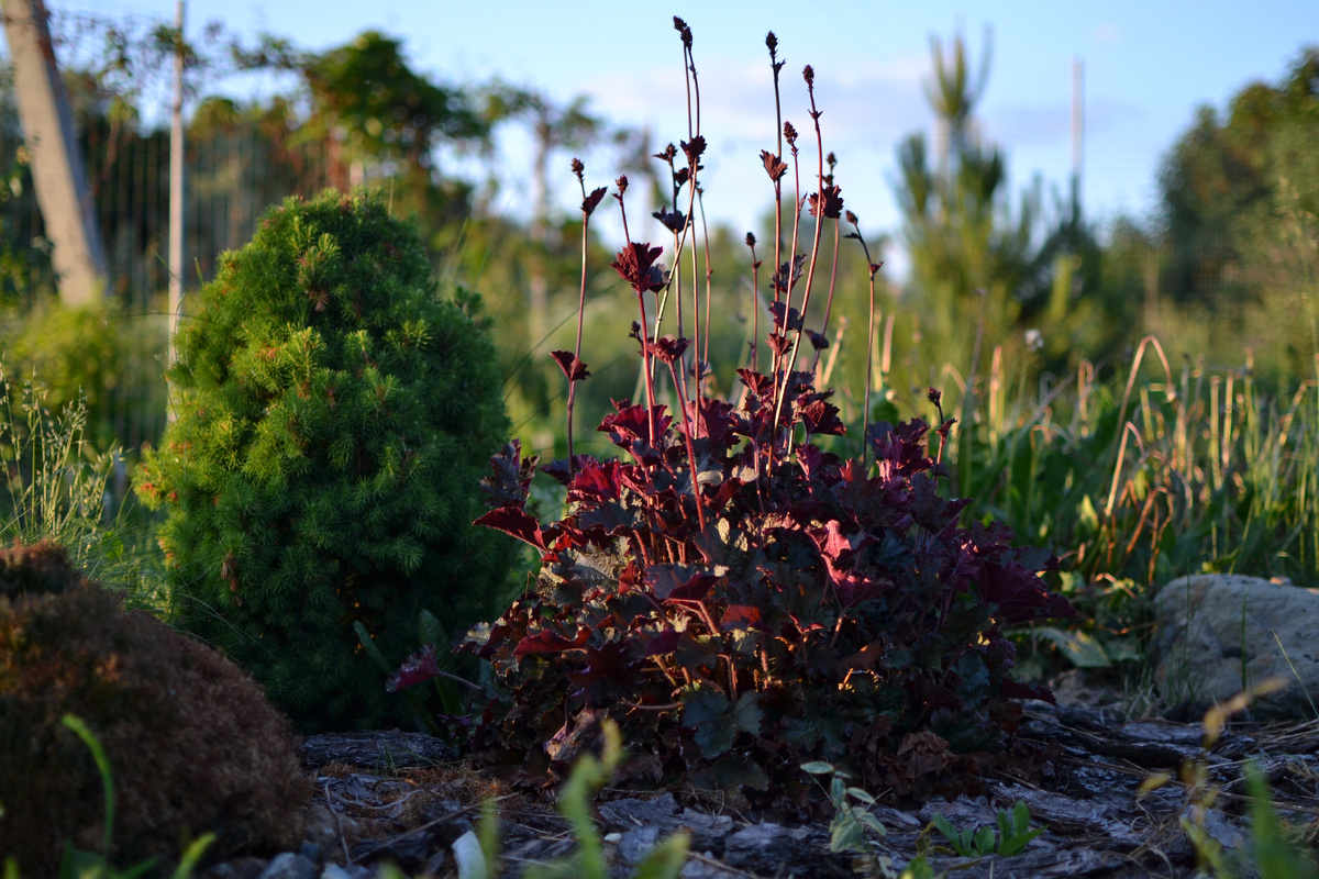 Она же и ель канадская Коника, фото 2024 года