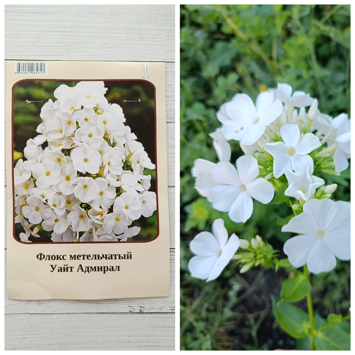 Коллаж автора