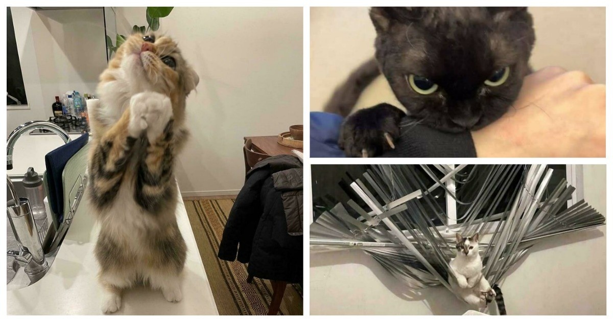 Источник: boredpanda.com