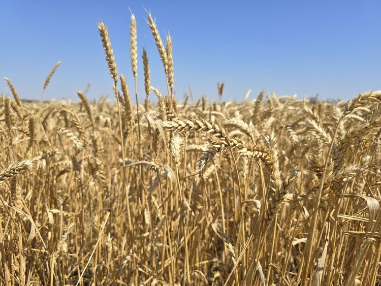    В 9 районах Кубани введен краевой режим ЧС по причине засухи