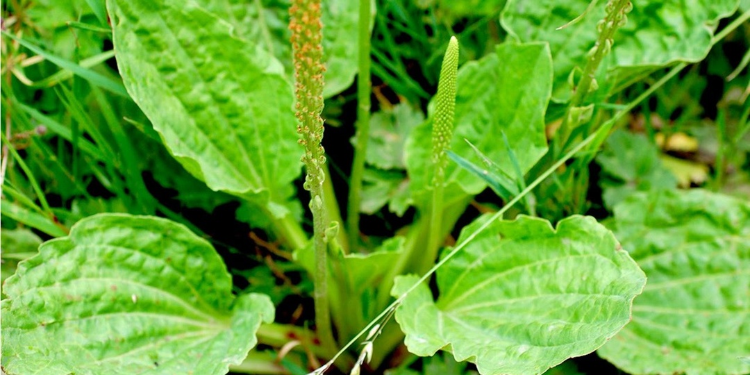 Подорожник: Целебная сила под ногами
