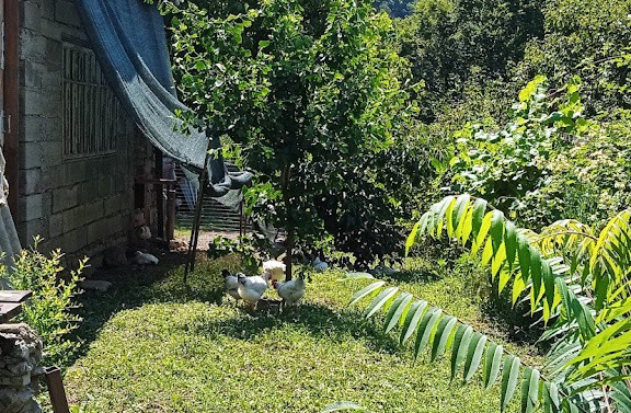 Цыплята на выгуле