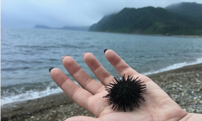 Морской еж в Гагре: болезненный 'сувенир' от вечернего купания на пляжах Абхазии