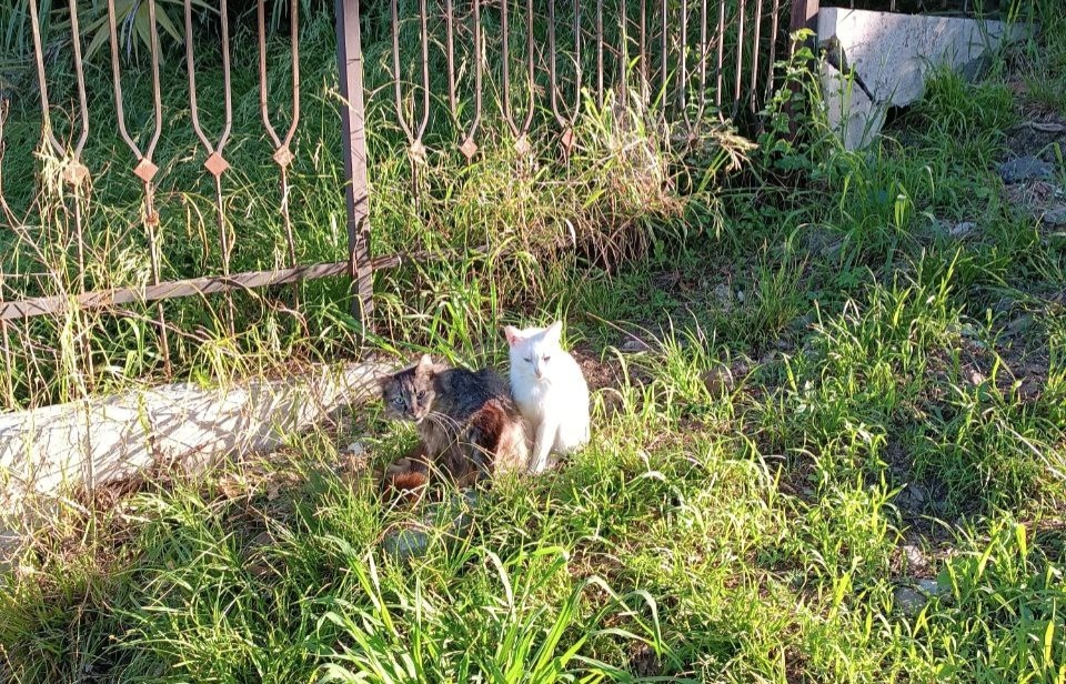 Сладкая парочка — всегда вместе.