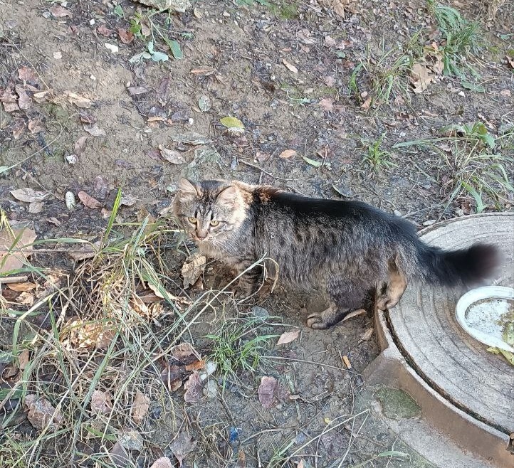 Вот и он — верный муж и отец будущего семейства.