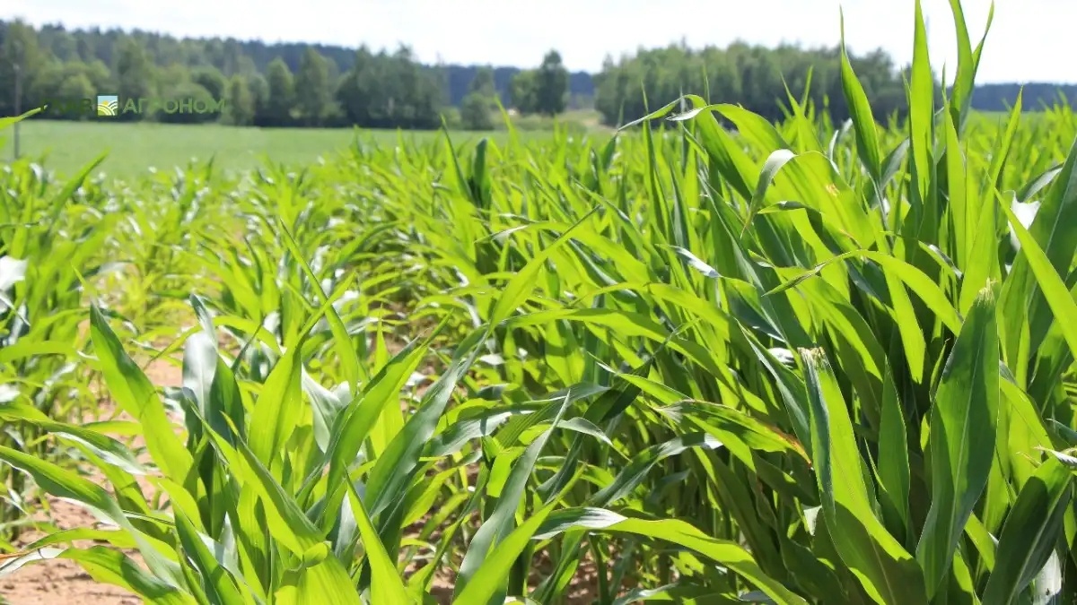 Фото:© Владимир Исаенко / Glavagronom.ruВ Казани разработали метод некорневой подкормки кукурузы жидкими удобрениями
