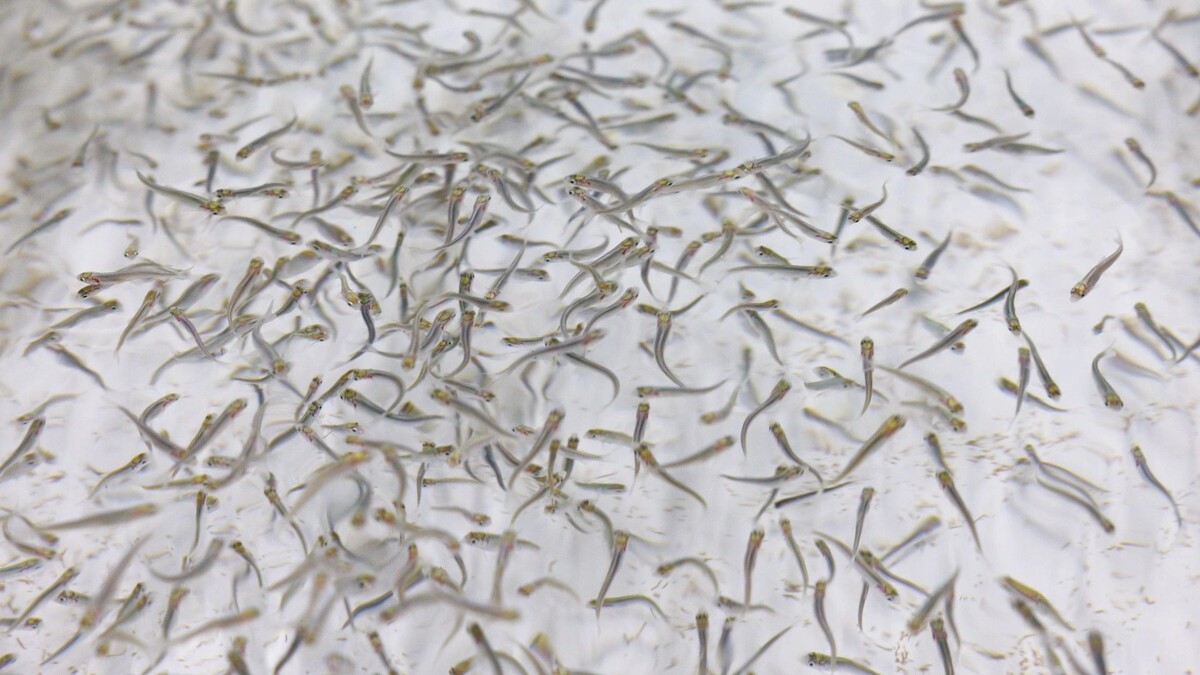    Фото: Федор Воронов/«Ямал-Медиа»