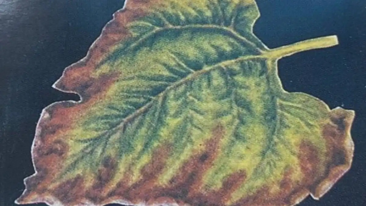 Фото:Филиал ФГБУ «Россельхозцентр» по Ленинградской, Мурманской областям и Республике КарелияКак определить недостаток калийного питания растений