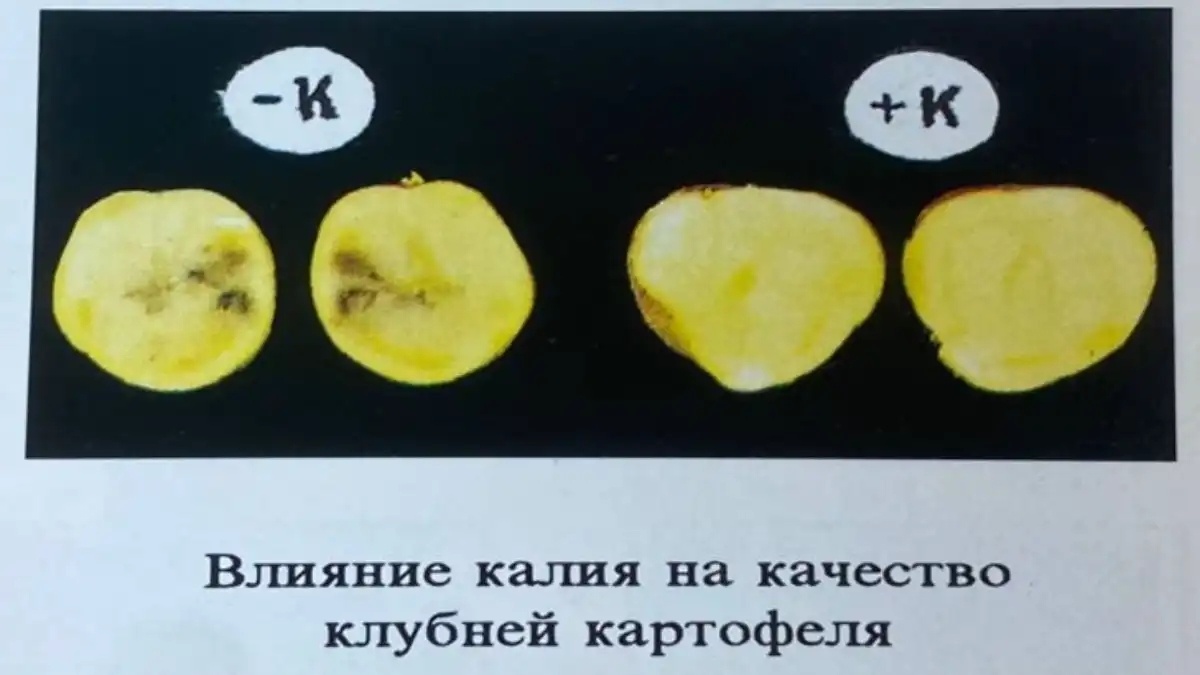 Фото:Филиал ФГБУ «Россельхозцентр» по Ленинградской, Мурманской областям и Республике КарелияВлияние калия на качество клубней картофеля