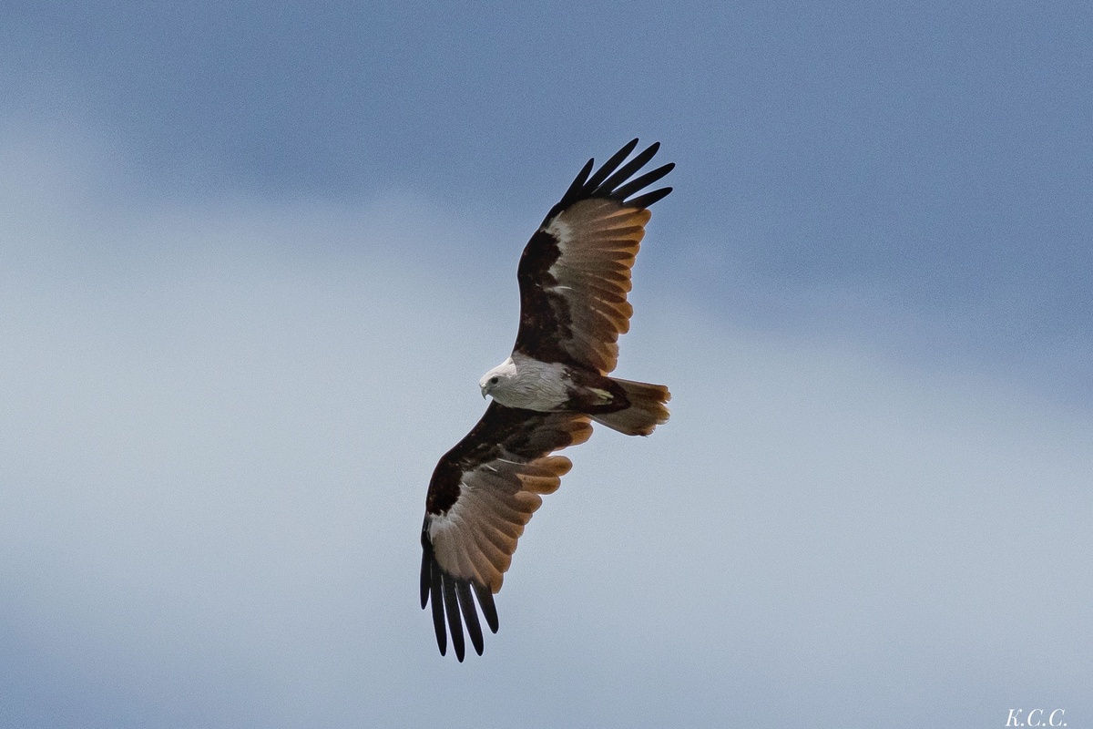 браминский коршун, фото автора