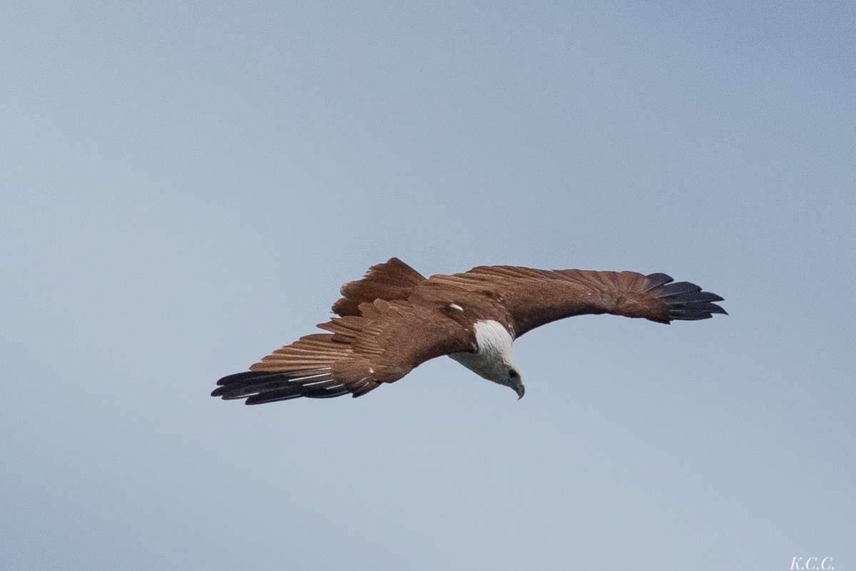браминский коршун, фото автора