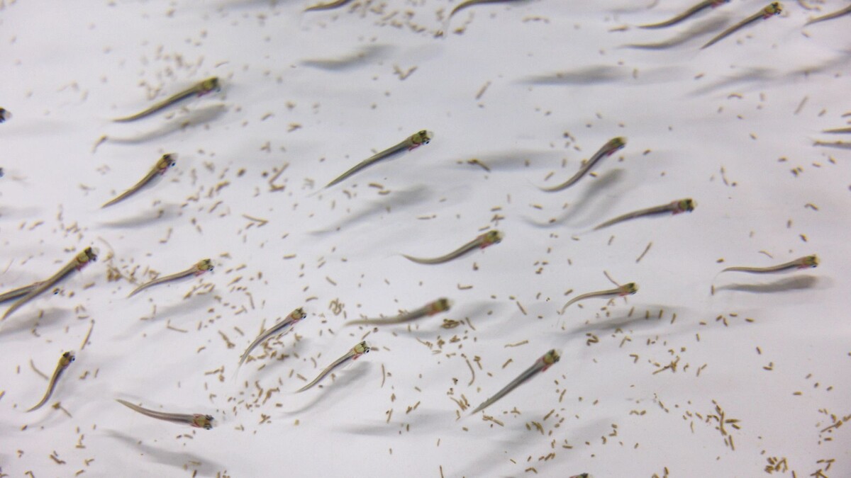    Фото: Федор Воронов / «Ямал-Медиа»