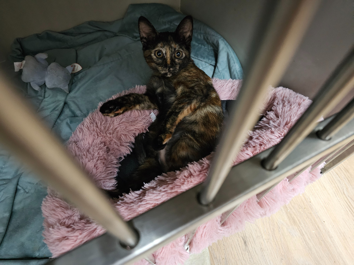 Фото автора. Лилит, наша теперь девочка. Нет расстояния. Теперь турчанка стала Российской кошкой.