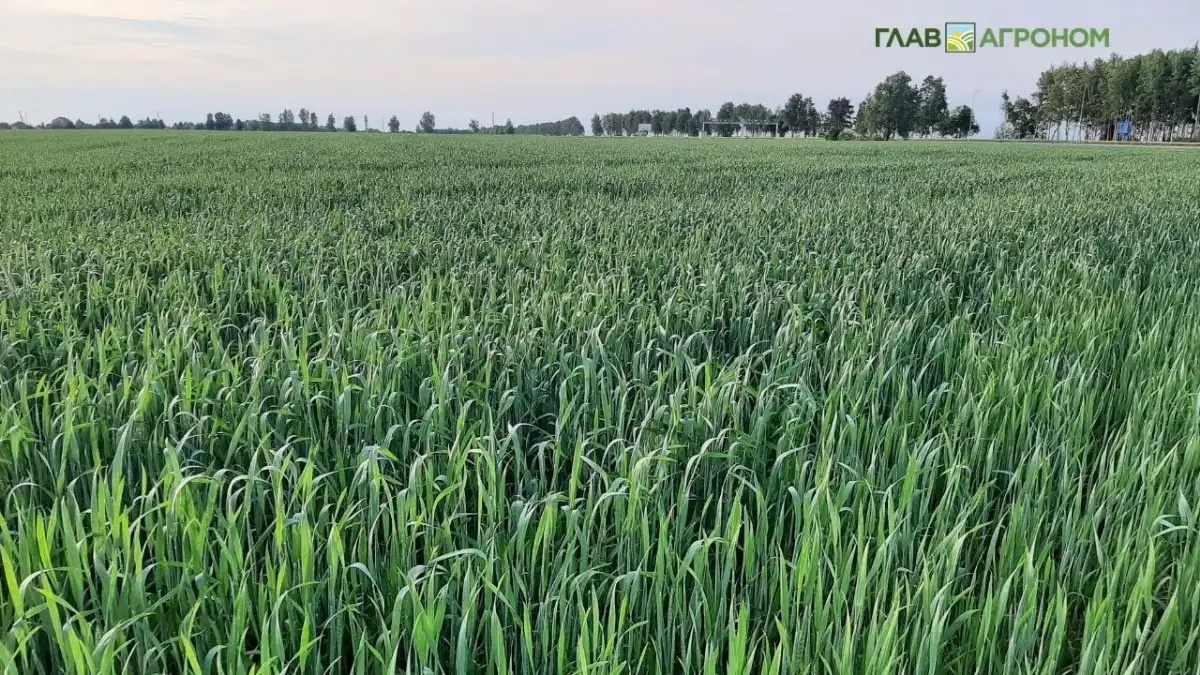 Фото:© Светлана Даренских / Glavagronom.ruУдобрения из глинистого сапонита вывели ученые в Архангельске