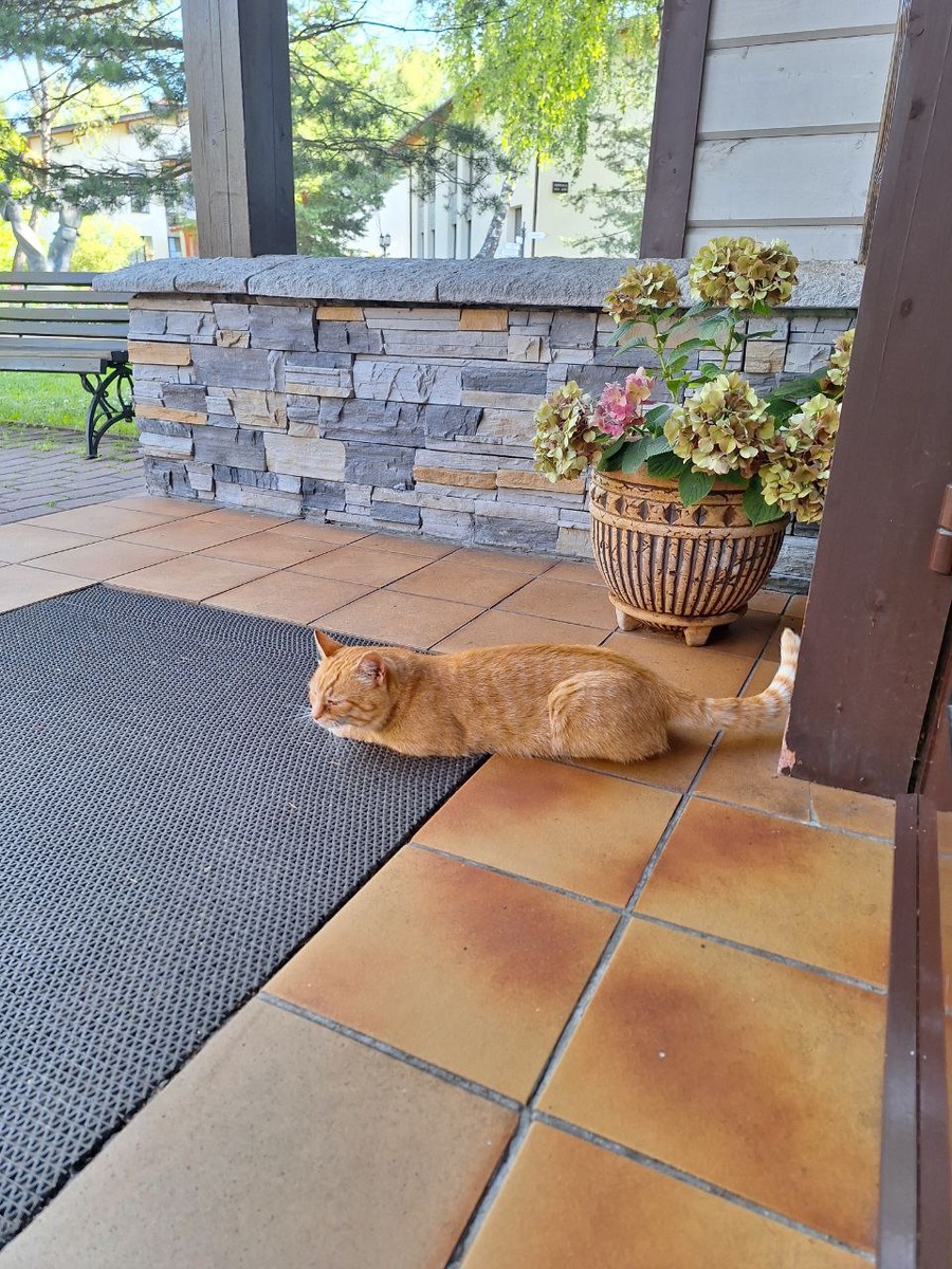 Котик отеля Артурс спа