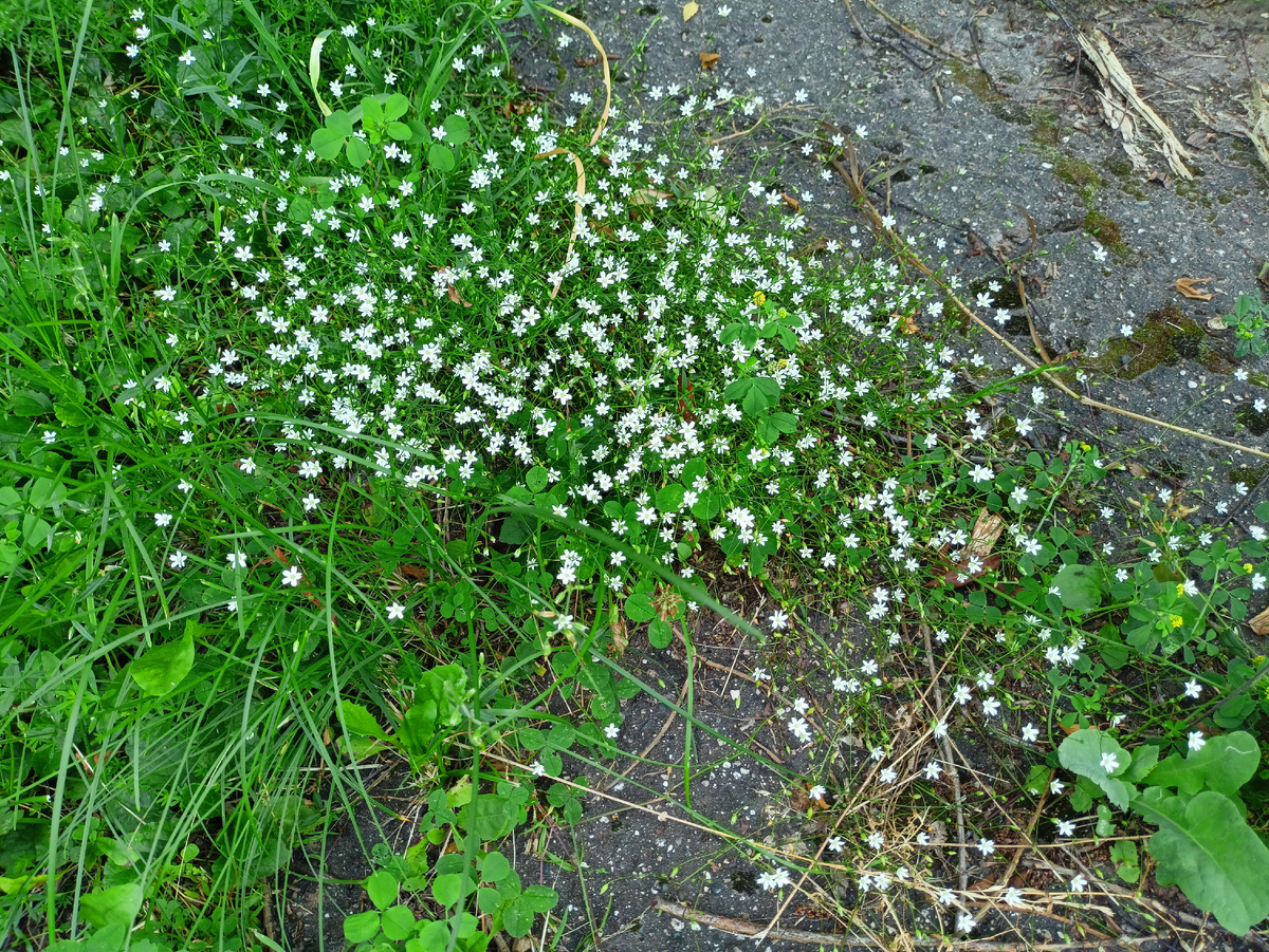 Личное фото: белые мелкие цветочки (для иллюстрации)