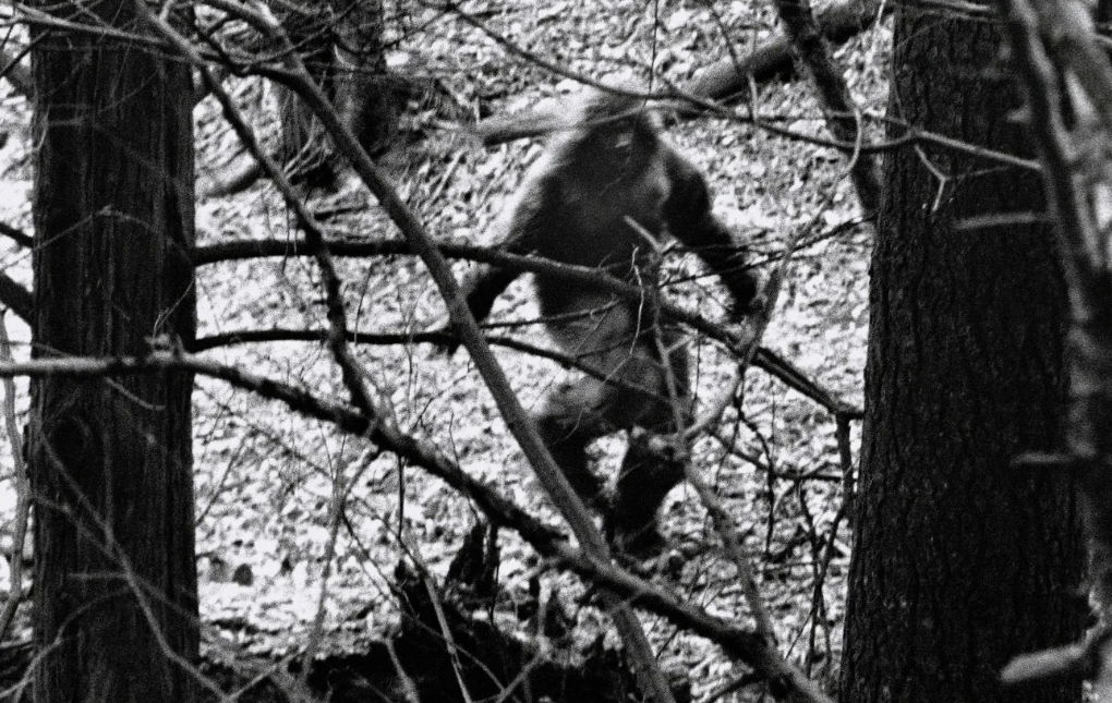 «Он был за моей спиной». Свидетели о снежном человеке в Блафф-Крик. История и легенды прошлого