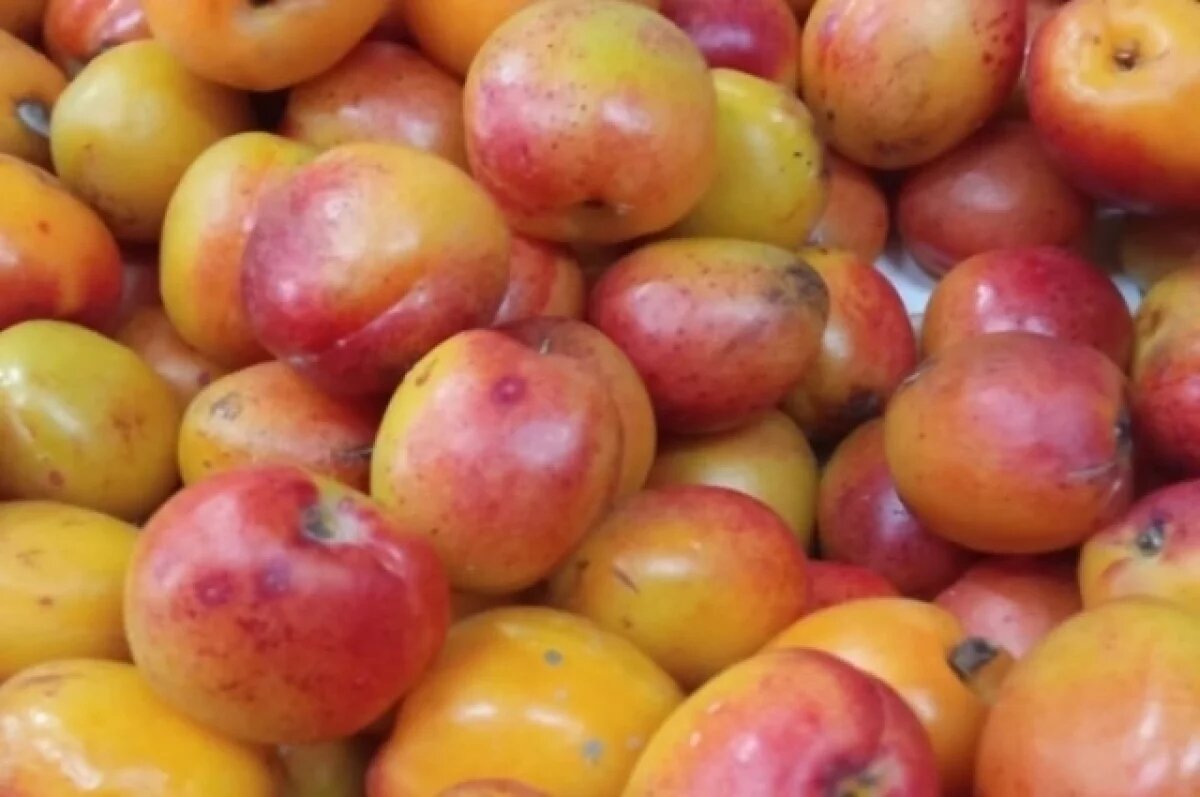    На рынке в Красноярске обнаружили тонну зараженных нектаринов