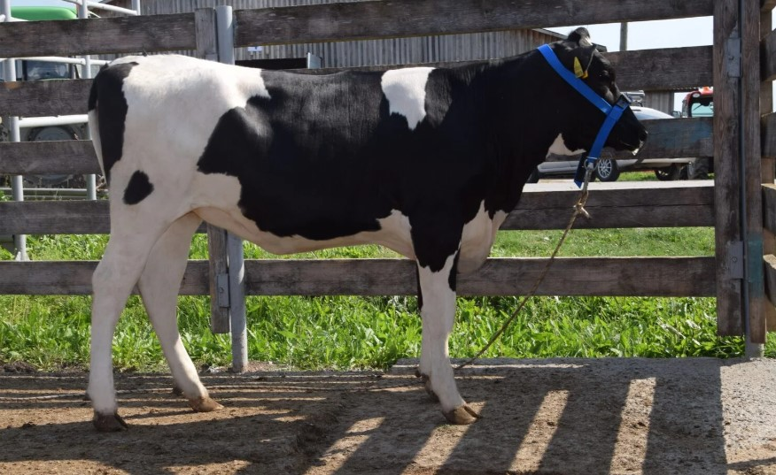 Фото: Общероссийский аукцион племенных животных