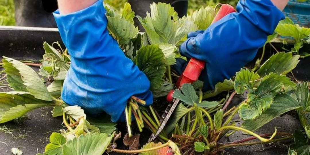 Обрезка клубники после плодоношения: секрет урожая следующего года