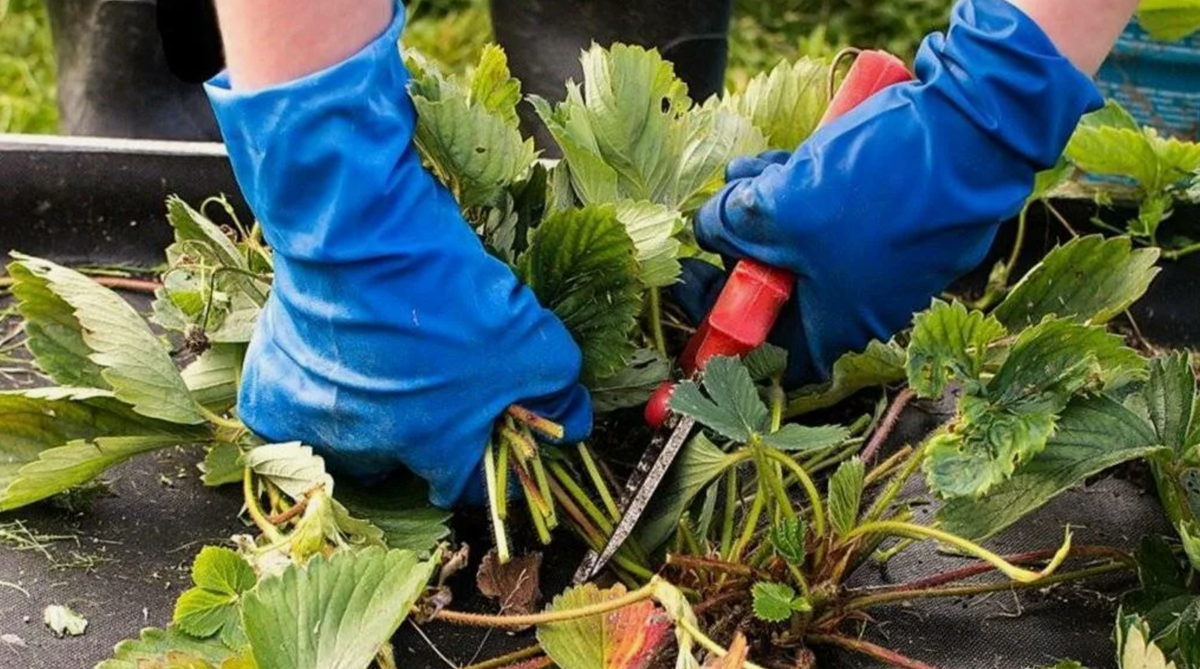 Обрезка клубники