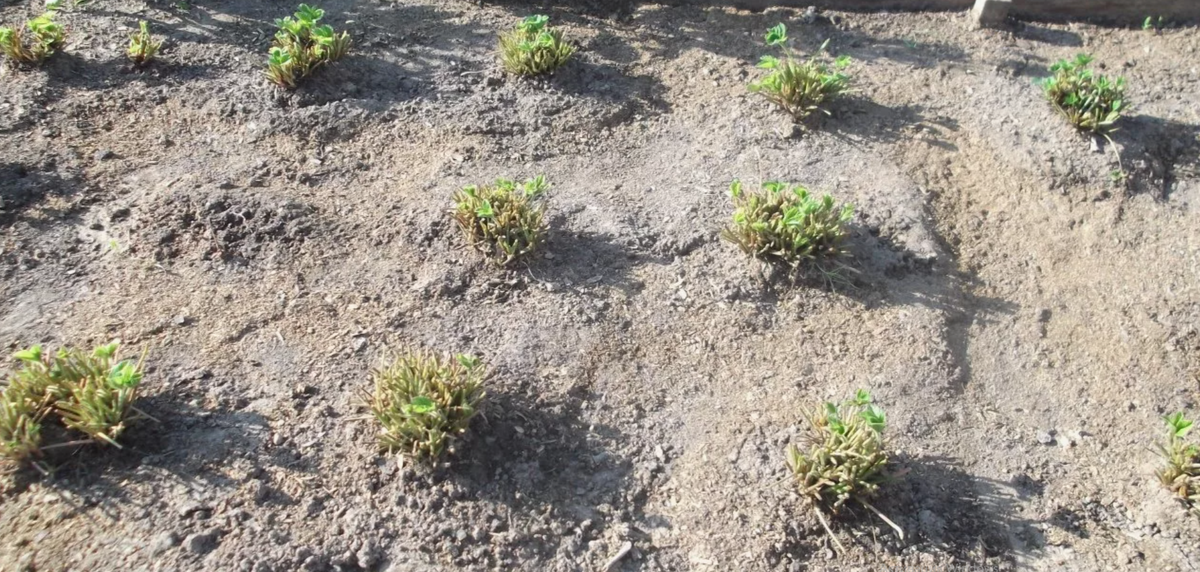 Обрезка — это хирургическая операция для куста