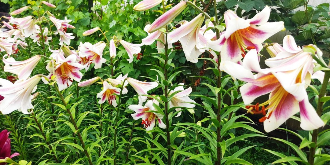 Как вырастить шикарные лилии даже если ты далёк от цветоводства 😍🌷