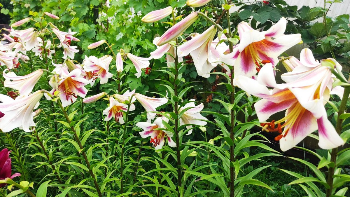 Лилии – многолетние луковичные растения семейства Лилейные (Liliaceae), широко используемые в декоративном садоводстве благодаря своим красивым цветкам разнообразной формы и окраски.