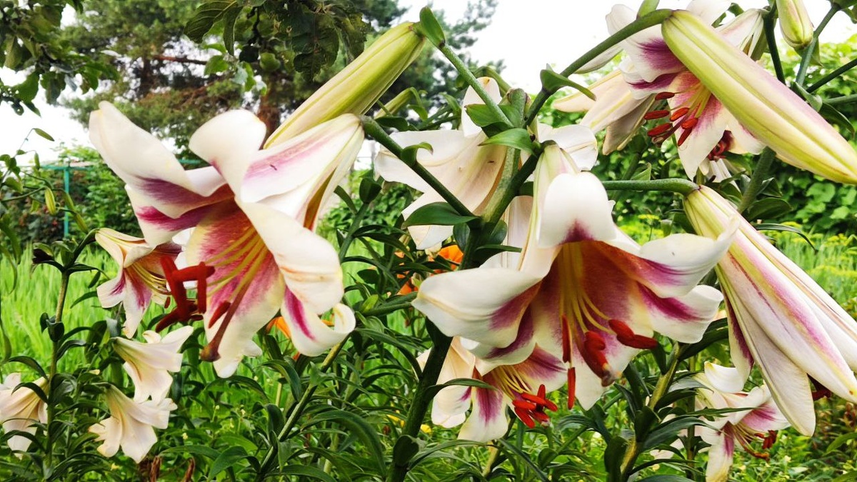 ОТ-гибриды - это крупные и мощные лилии, которые сочетают в себе черты восточных и трубчатых лилий.