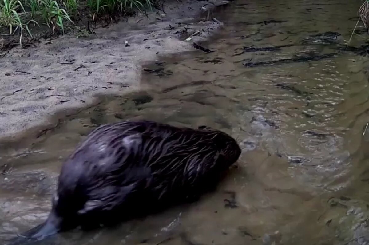    Камера калужского заповедника засняла бобра на реке