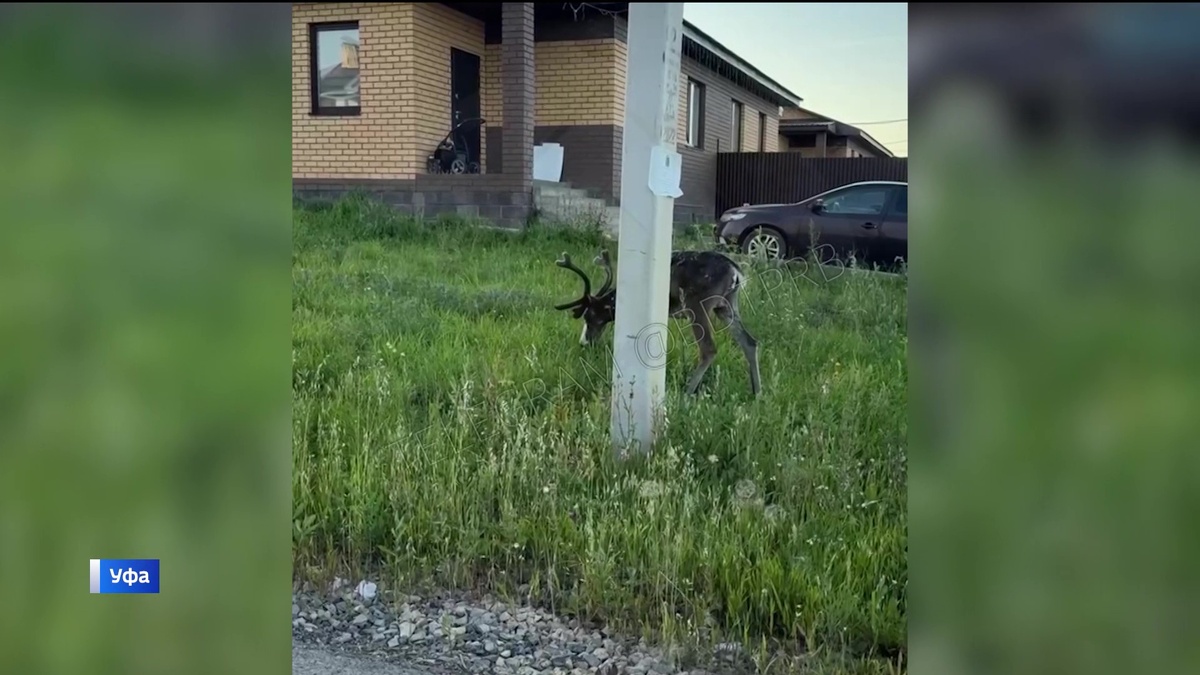   В Демском районе Уфы заметили оленя