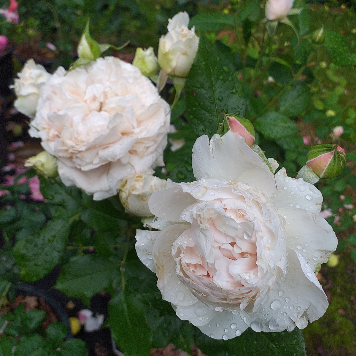 фото автора, рроза Росалинд