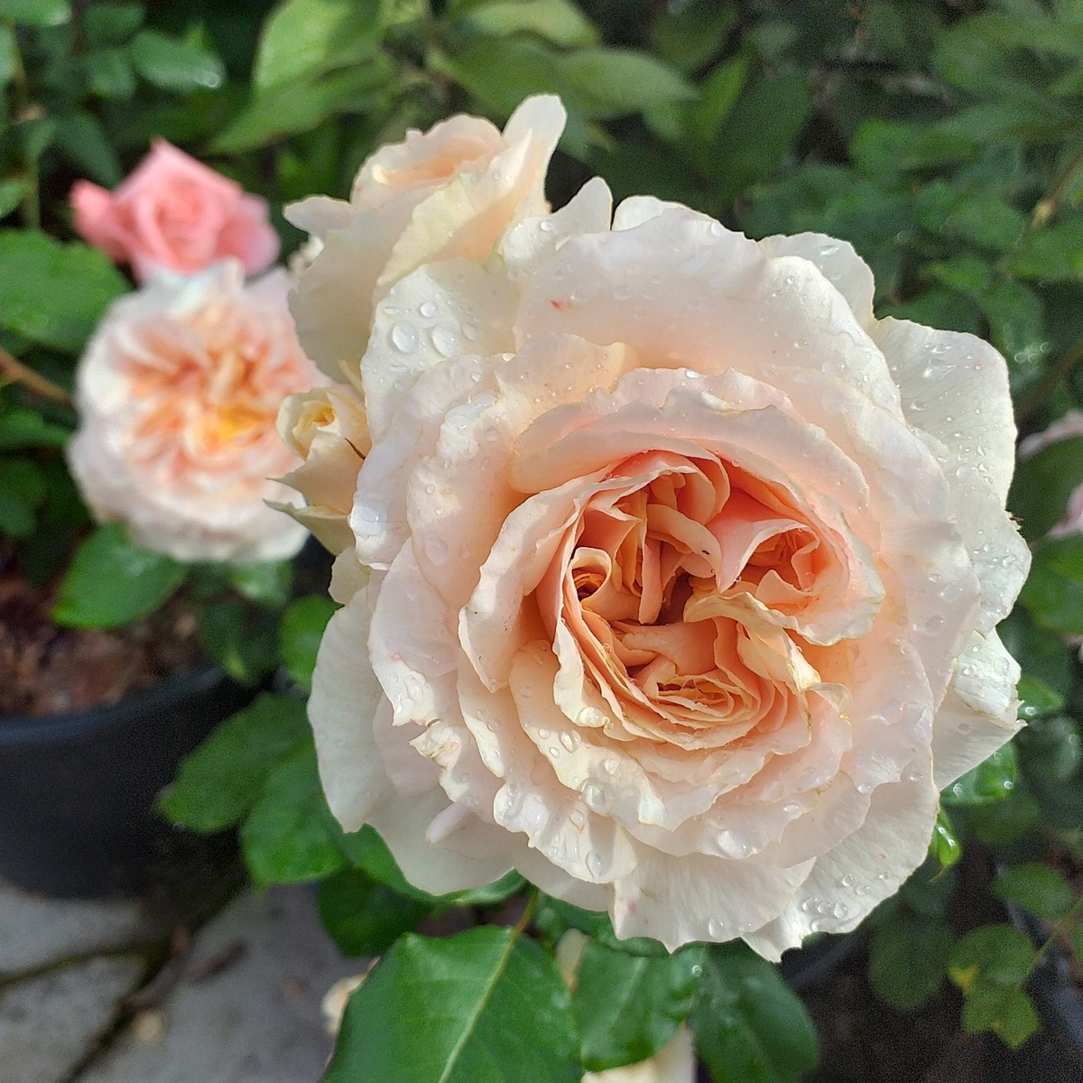 фото автора, роза Домен Сен Жак дю Кулубрие