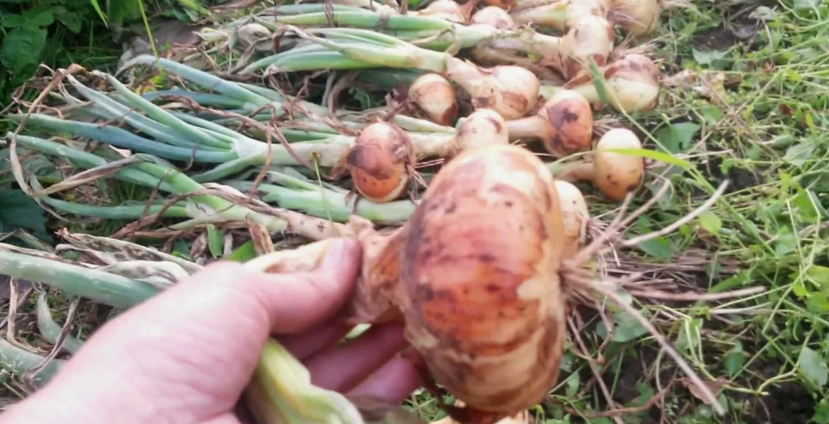 уборка лука