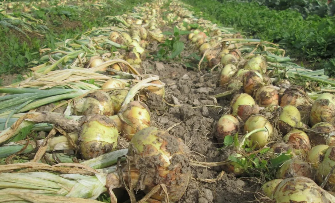 Подготовка к уборке