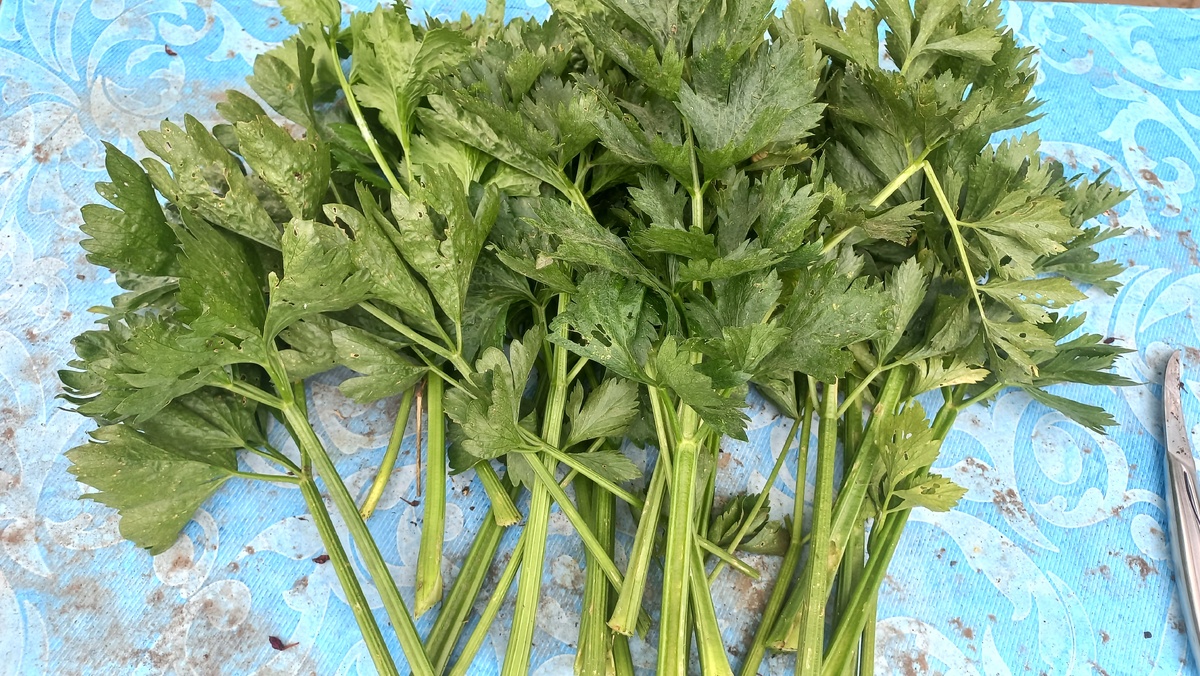 Столько было собрано сельдерея. Это только нижние ветки с трёх кустов. Так что ещё получится несколько партий 