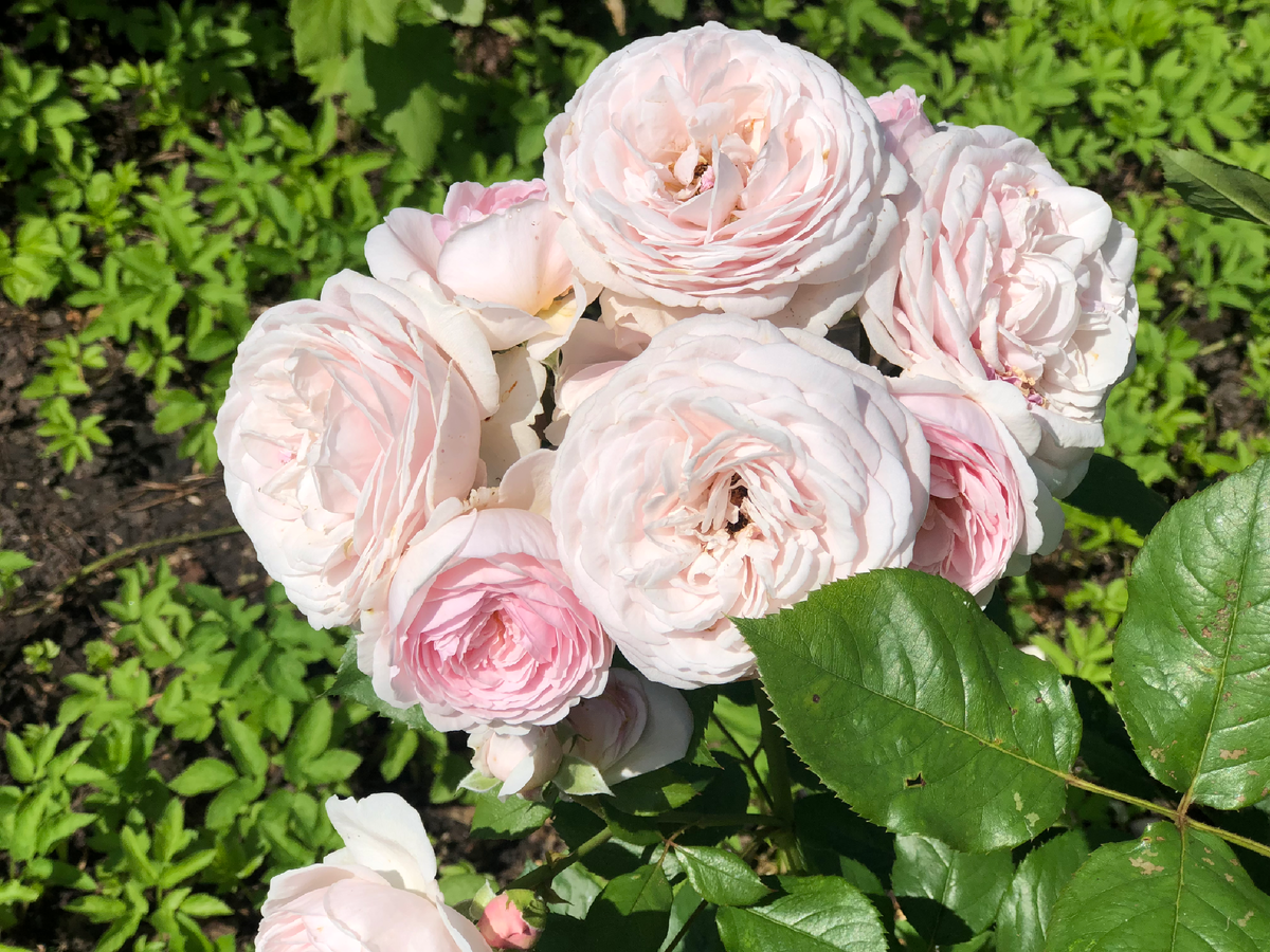 Роза английская Geoff Hamilton® (AUSham) Джефф Гамильтон
Austin Великобритания, 1997. Листайте вправо