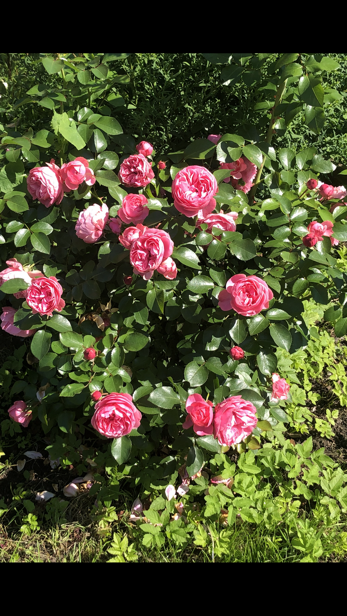 Benjamin Britten® (AUSencart) Бенджамин бриттен
Austin Великобритания, 2001: Листайте вправо