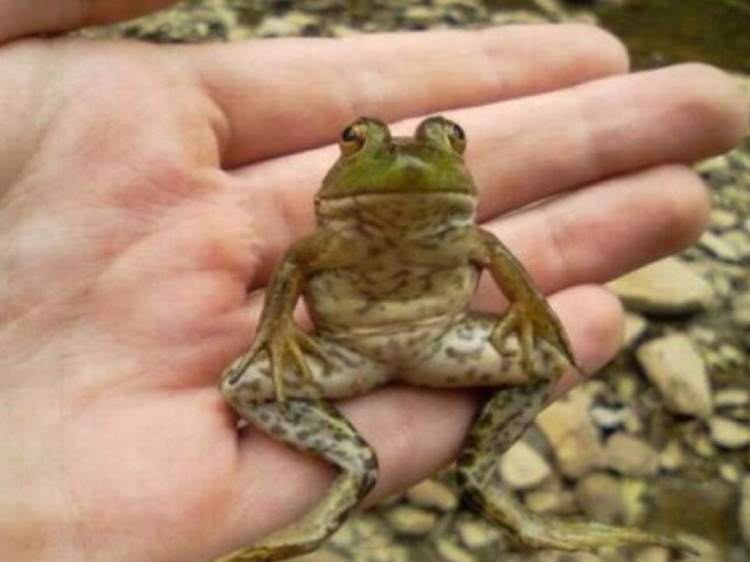 Связь с космосом определяет выживание лягушек Фото: bigbookname.com
