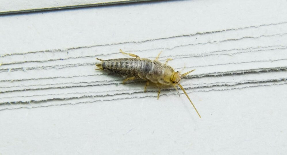 Чешуйницы в квартире: откуда берутся и как навсегда избавиться