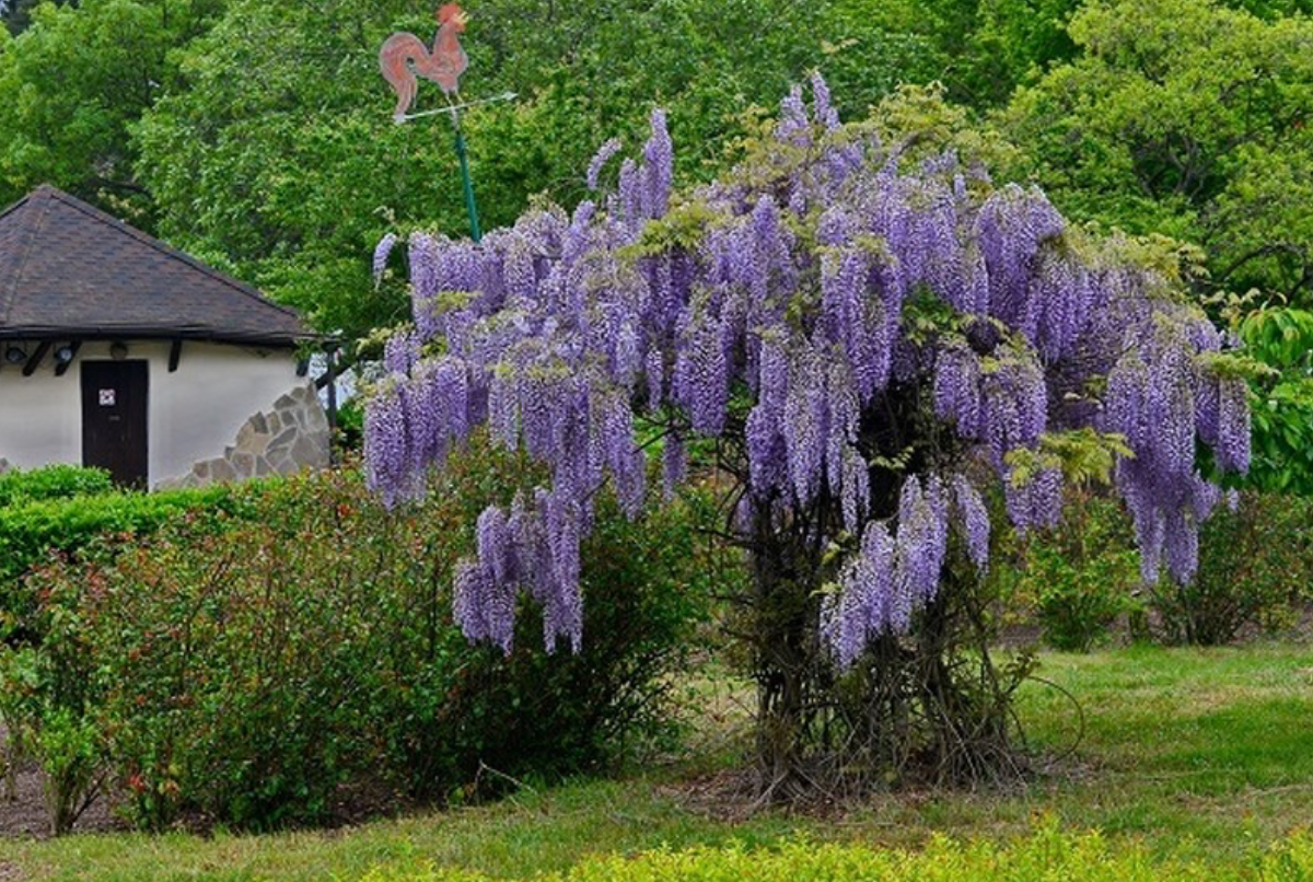 Глициния в Крыму