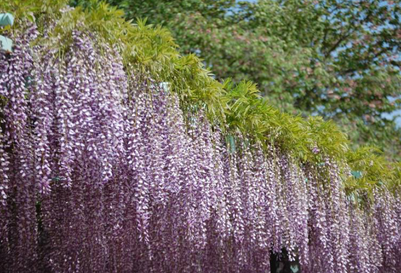 Цветет глициния