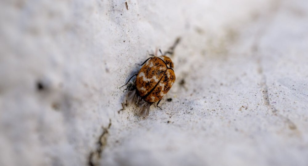 Кожееды в квартире: чем опасны и как их уничтожить