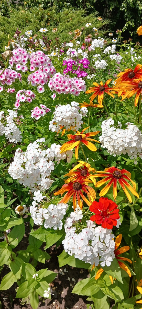 Краски лета 