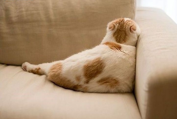 Фото из Интернета.