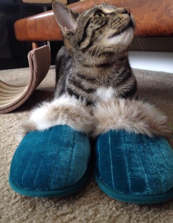 Фото из Интернета.